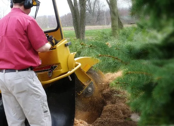 Clean, completed stump grinding job