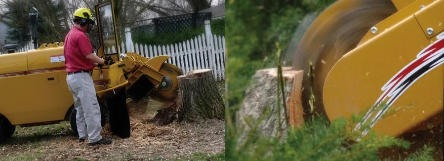 A tree stump ground below grade, leaving wood-chip mulch